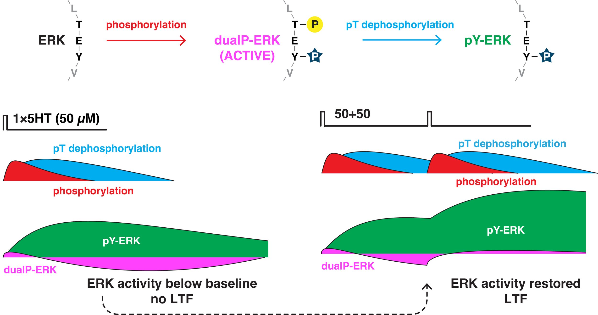 ERK phosphorylation timing