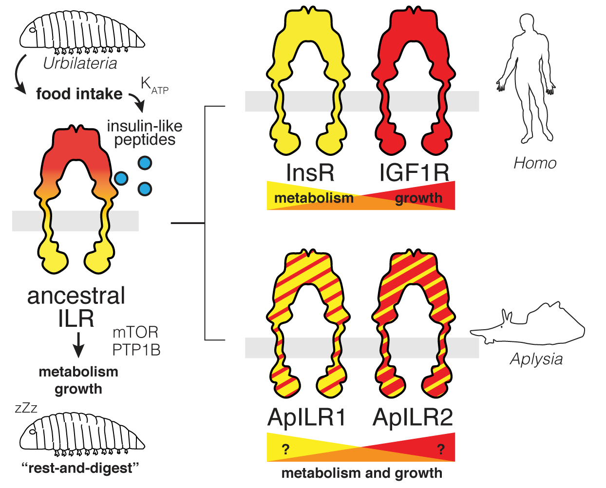 IGF2 effects in Aplysia