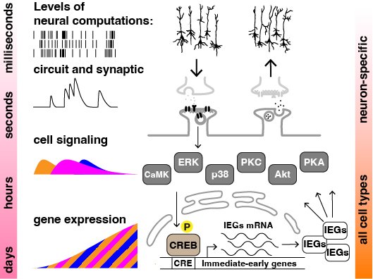 Massed-spaced learning in non-neural cells