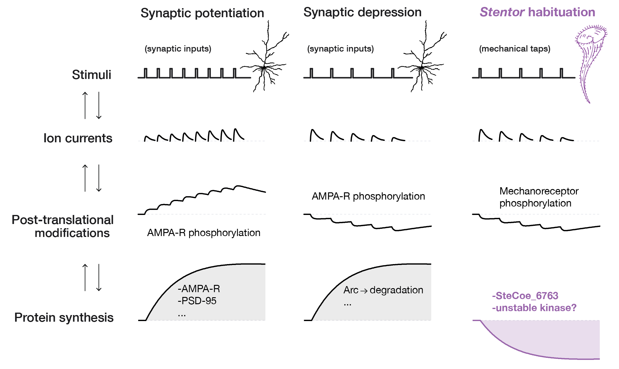 Cellular learning in Stentor coeruleus