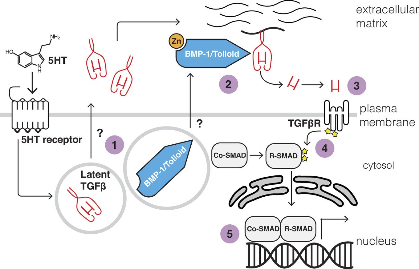 TGFβ pattern detection