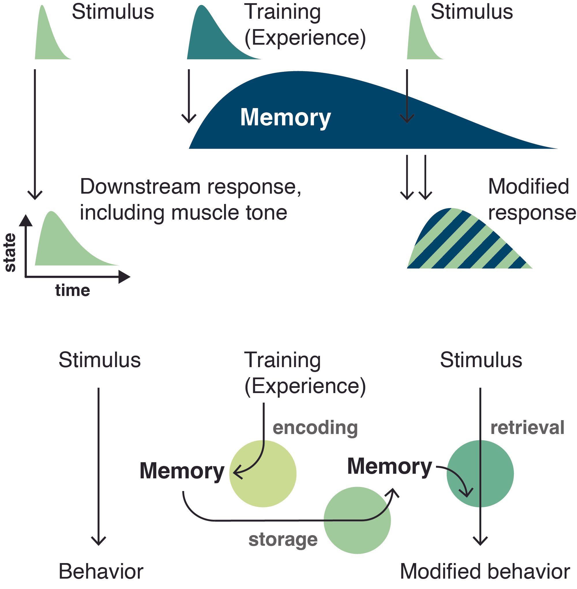 Memory beyond the brain