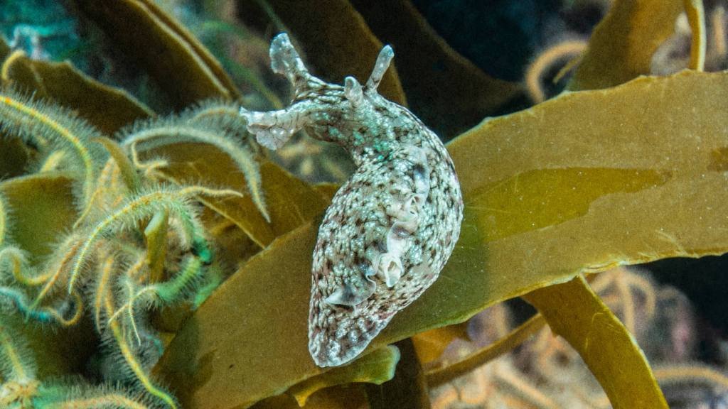 What food comas in sea slugs teach us about memory